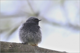 <p>REHEK DOMÁCÍ (Phoenicurus ochruros) /Black redstart - Hausrotschwanz/</p>